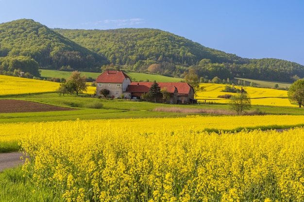Farma na wsi z polem żółtych kwiatów.