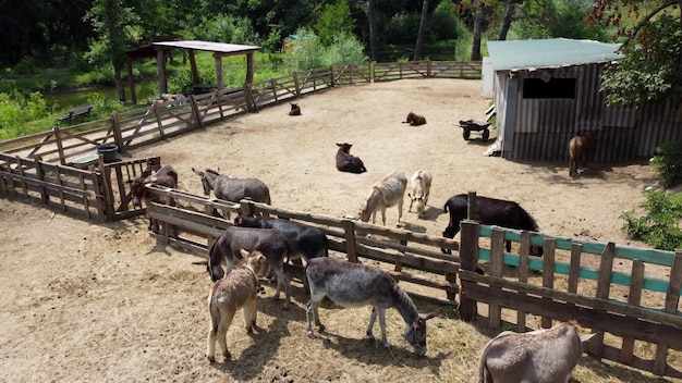Farma osłów z lotu ptaka z lotu ptaka nad wieloma osłami w zagrodzie na farmie osłów w słoneczny dzień domesti