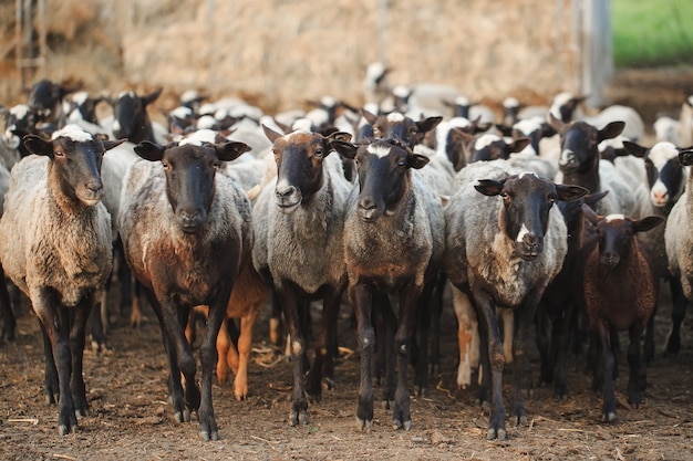 Farma owiec. Grupa zwierząt domowych owiec.