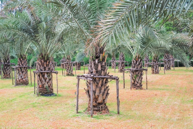 farma palm posadzona w rzędach na trawie