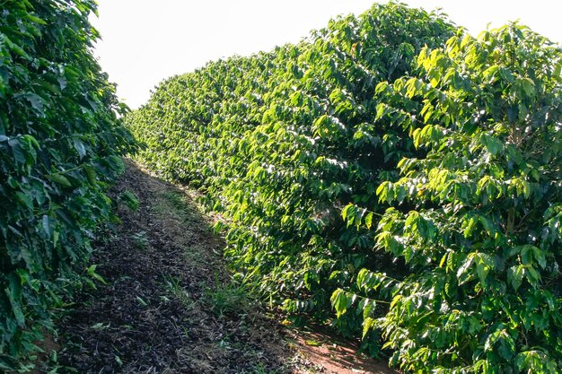 Farma plantacji kawy w Brazylii