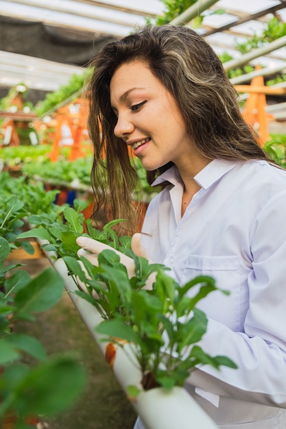 Farma rakiet hydroponicznych. Profesjonalna kobieta na farmie hydroponicznej. Świeża i zdrowa rukola.