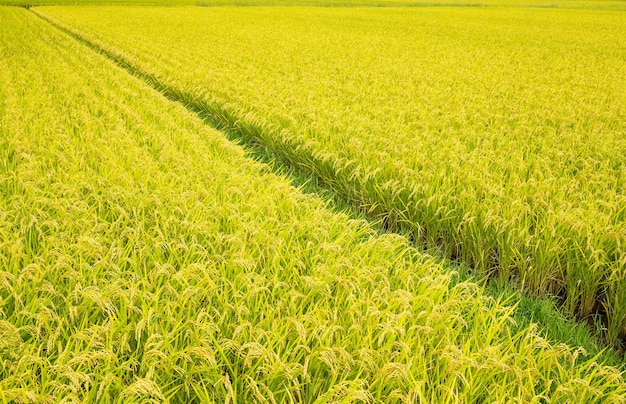 Farma ryżu niełuskanego