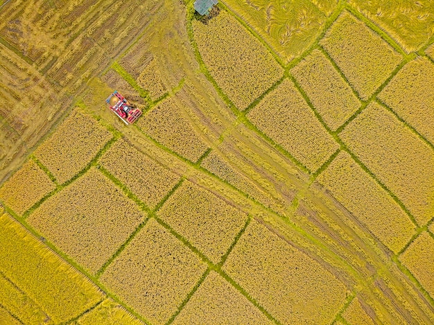 Farma Ryżu W Sezonie Zbiorów Przez Rolnika Z Kombajnami. I Ciągnik Na Wzorze Plantacji Ryżu. Zdjęcie Drona Z Lotu Ptaka Na Wsi