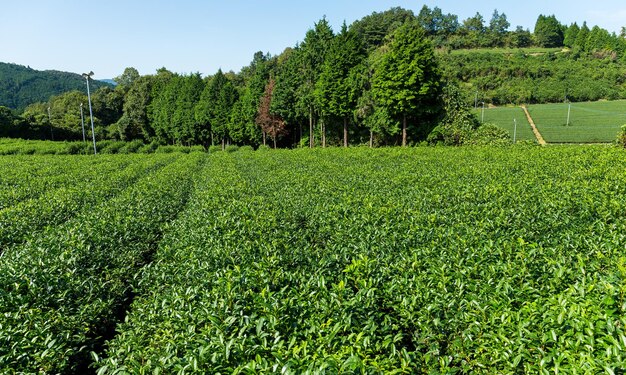 Farma świeżej herbaty