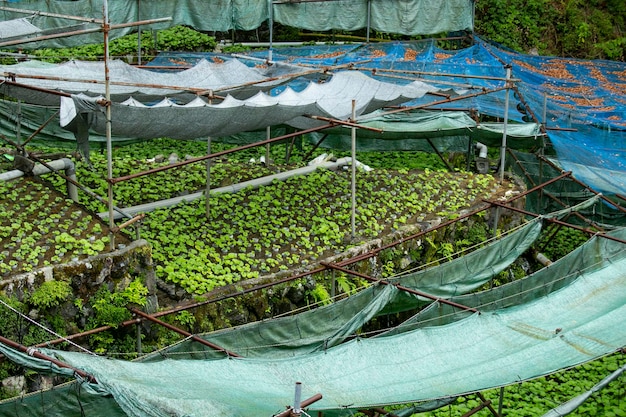 Farma wasabi Świeże i organiczne wasabi na polach i tarasach w Idakaba na półwyspie Izu w Japonii