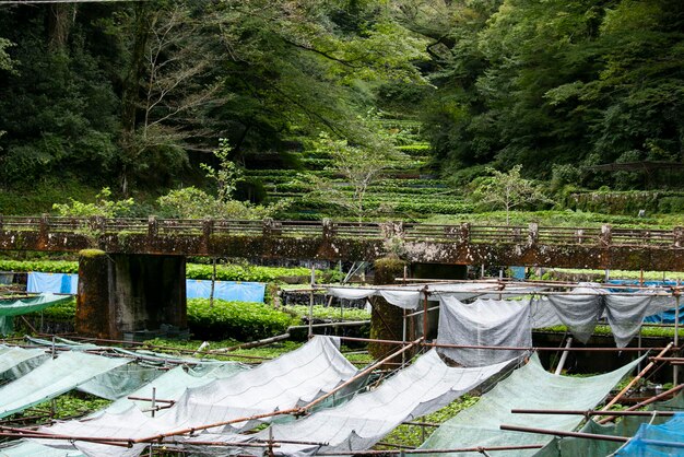 Farma wasabi Świeże i organiczne wasabi na polach i tarasach w Idakaba na półwyspie Izu w Japonii