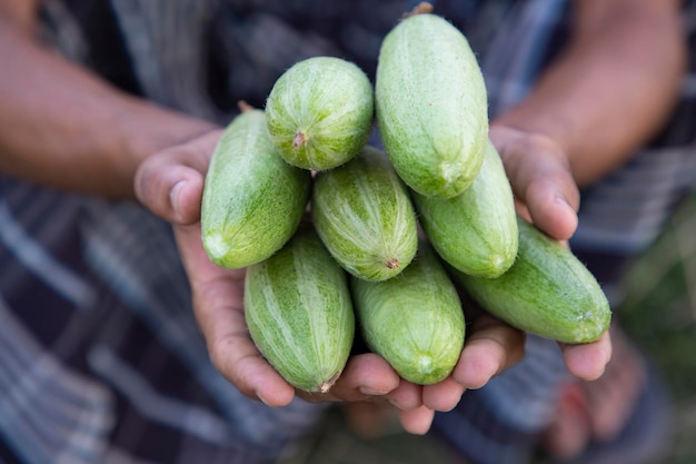 Farmer Handholding niektóre surowe zielone spiczaste tykwa selektywne Focus