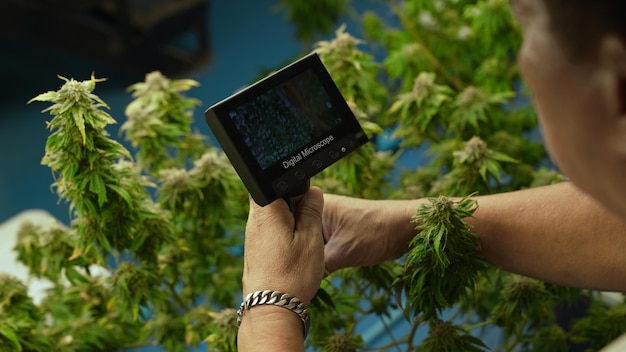 Farmer Konopi Używa Mikroskopu Do Analizy Cbd W Leczniczej Farmie Konopi