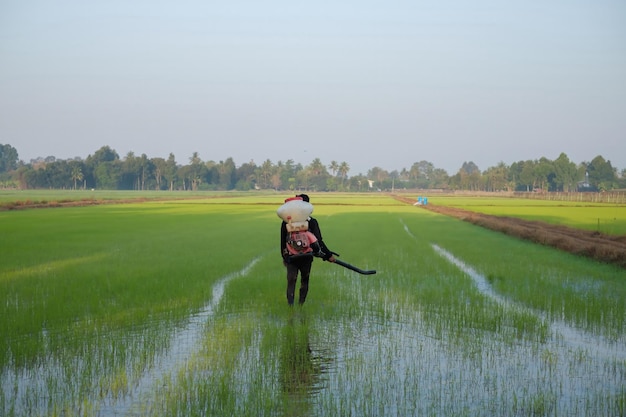 Zdjęcie farmer z azji używa knapsack mist duster do sadzenia nawozów chemicznych na swojej farmie zielonego ryżu