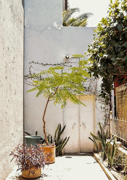 Fasada domu z pnączami bluszczu porastającego ścianę