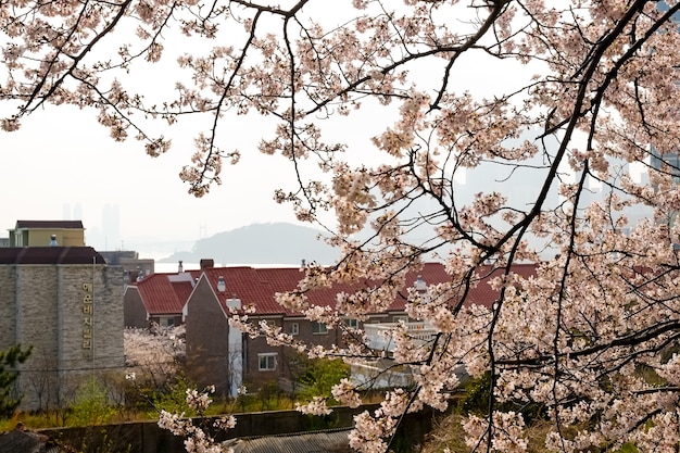 Fasada ulicy Haeundae w Busan, Korea.