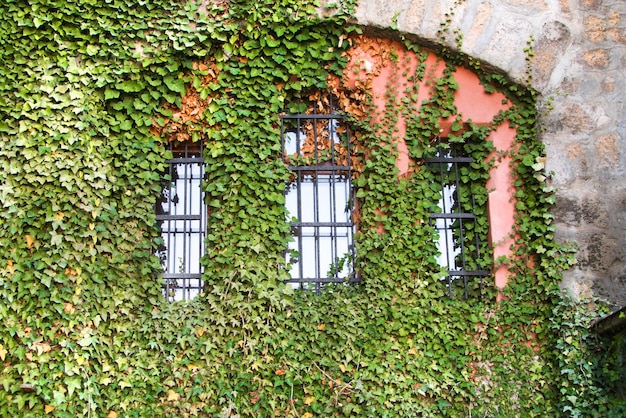 Fasada z oknami pokrytymi zielonym winoroślą
