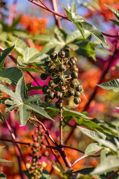 Fasola szparagowa Roślina z gatunku Ricinus communis