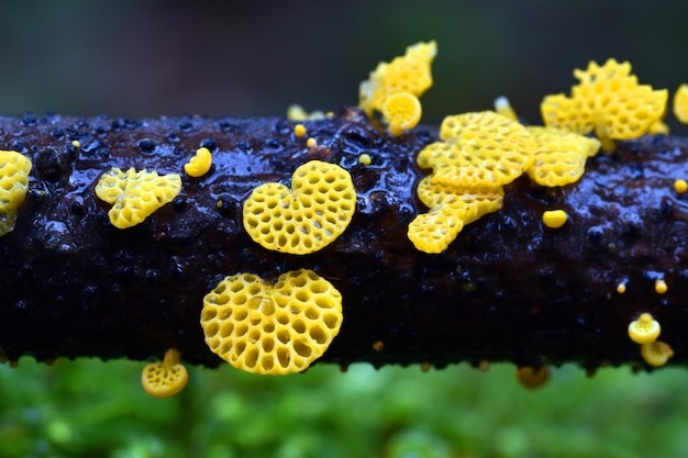 Favolaschia calocera to grzyb pochodzący z Madagaskaru, uważany za gatunek inwazyjny na inne kontynenty