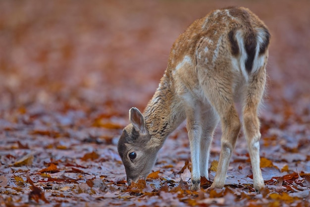 Zdjęcie fawn szukający pożywienia w jesiennych liściach