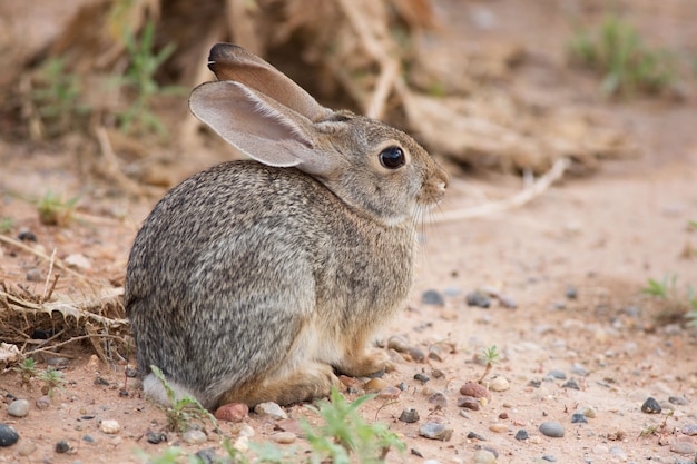 Fearful Cottontail Rabbit