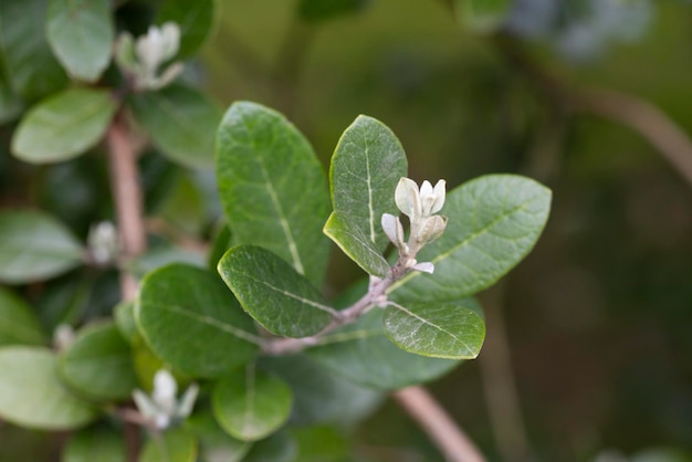 Feijoa sellowiana Acca Sellowiana z wiecznie zielonymi liśćmi Selektywne zbliżenie owoców feijoa z miejscem na kopię