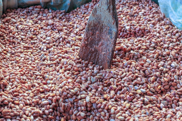 Fermentacja Ziaren Kakaowych W Celu Wytworzenia Czekolady
