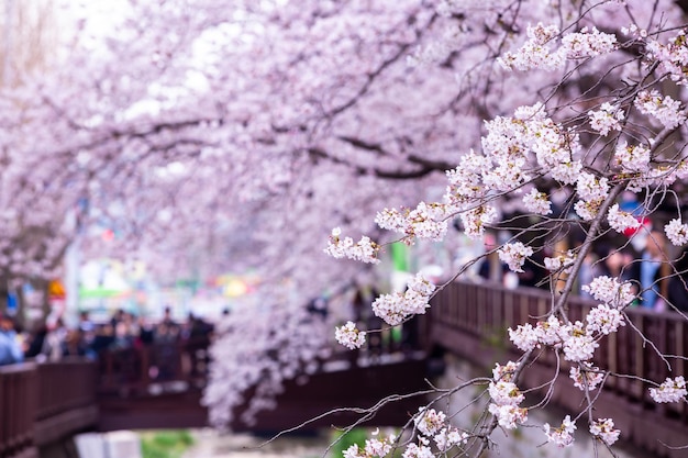 Festiwal Sakura Kwiat wiśni w strumieniu Yeojwacheon Festiwal Jinhae Gunhangje Festiwal różowego kwiatu wiśni w Korei Południowej Jinhae Korea Południowa