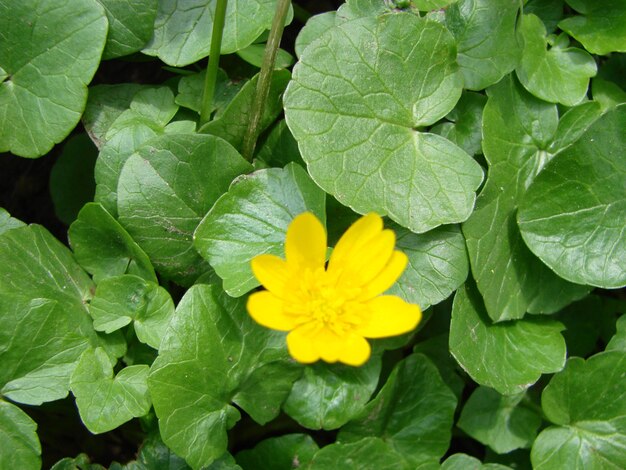 Ficaria verna powszechnie znana jako mniejszy glistnik lub pilewort to wieloletnia roślina kwitnąca z rodziny jaskier Ranunculaceae