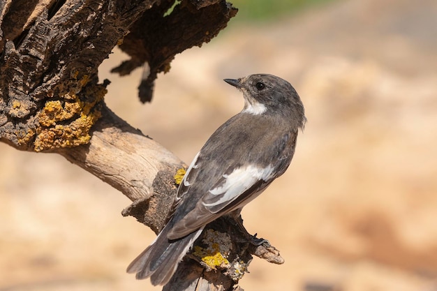 Ficedula hypoleuca Cordoba Hiszpania