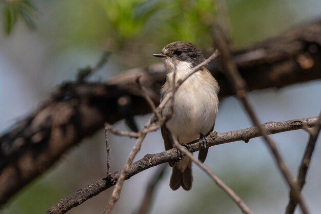 Ficedula hypoleuca Cordoba Hiszpania