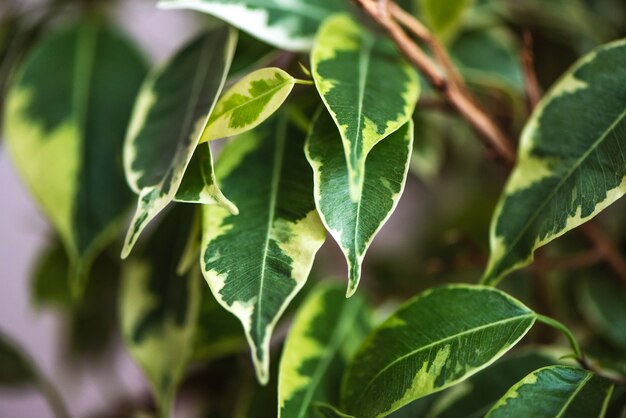 Ficus Benjamin W Doniczce Stojącej W Oknie Uszczelnienie Koncepcja Miejskiej Dżungli Naturalny Oczyszczacz Powietrza Portret Roślin