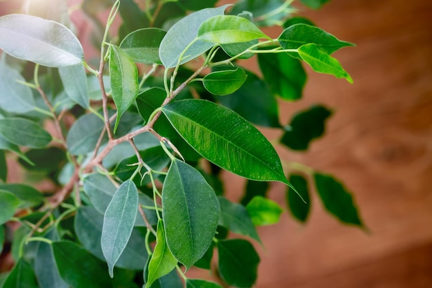 Ficus Benjamin Ze świeżymi Liśćmi Na Białym Tle Tło Z Zielonymi Liśćmi Ficus