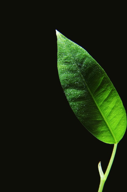 Ficus Benjamina Zielony Liść Tło