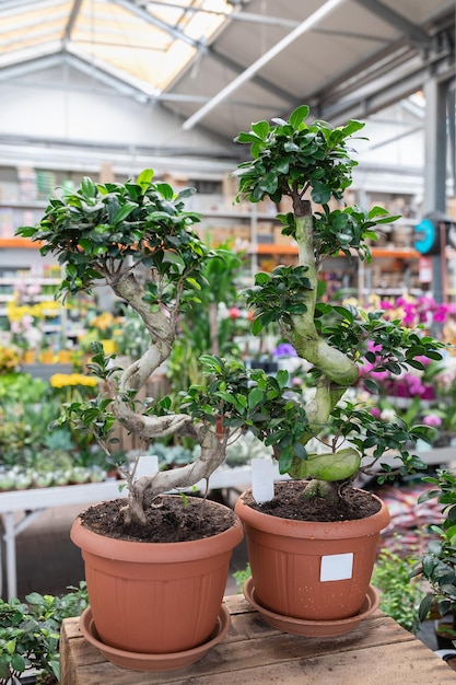 Ficus Bonsai Ginseng orientalne drzewo w sklepie roślinnym