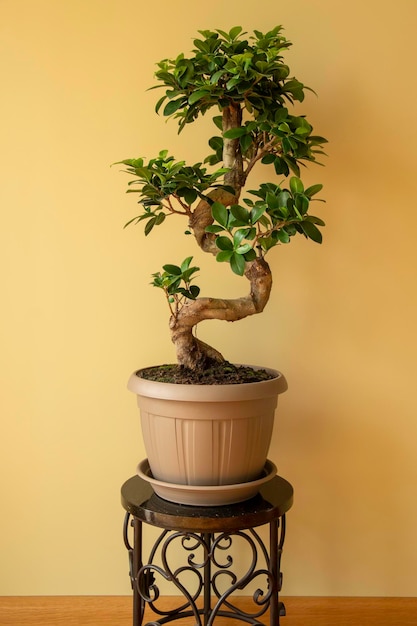 Ficus Ginseng Drzewko Bonsai w doniczce Ficus microphylla Ginseng Roślina domowa