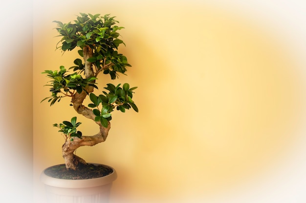 Ficus Ginseng drzewko Bonsai w plastikowej doniczce Ficus microphylla Ginseng Roślina domowa