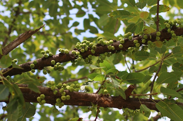 Ficus racemosa (fig klastra)