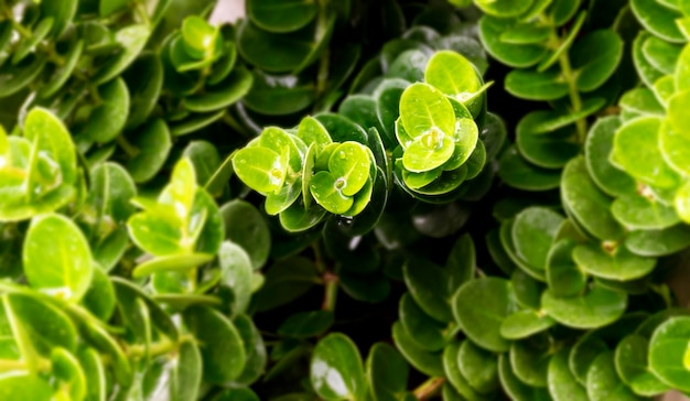 Ficus retusa pozostawia tło wybierz zdjęcie środka ostrości