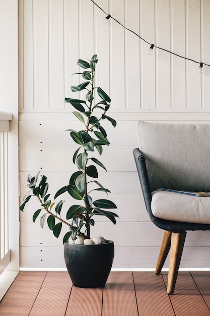 Ficus roślina doniczkowa w ceramicznych doniczkach na tarasie domu selektywne skupienie