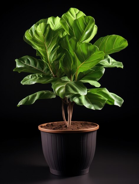 Fiddle Leaf Fig Ficus lyrata Strzał studyjny izolowany na czystym tle Generacyjna sztuczna inteligencja