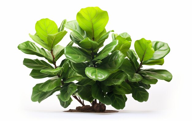 Zdjęcie fiddle leaf fig tree na białym tle