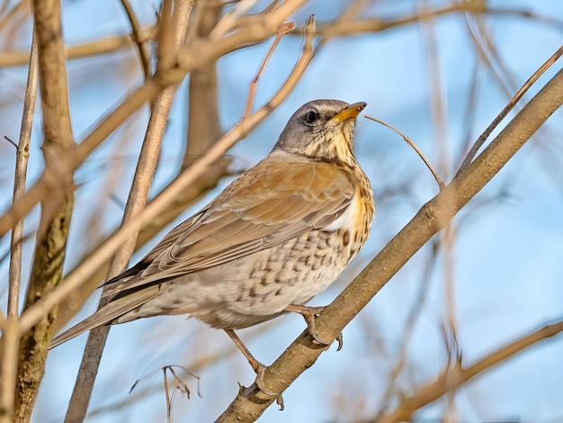 Fieldfare na gałęzi przeciwko niebu