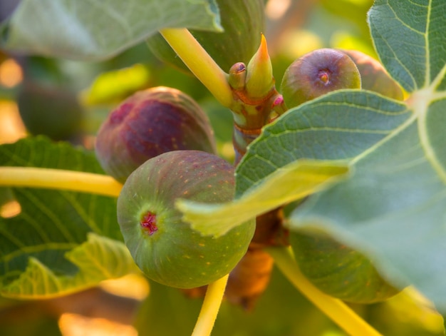 Figi Ficus carica na drzewie wśród liści