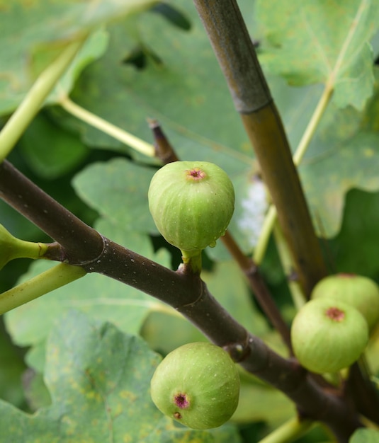 Figi na gałęzi drzewa figowego