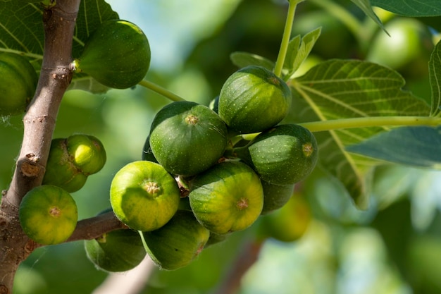 Figi rosnące na drzewie Jadalne owoce Ficus carica