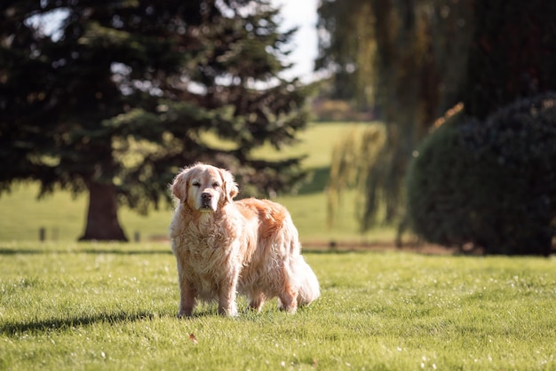 Figlarny Śliczny Piękny Adorable Golden Retriever Dog bawi się i biegnie w parku na otwartym polu z zieloną trawą