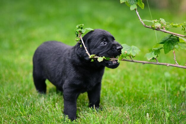 Figlarny Szczeniak Czarnego Labradora Szczeniak Labradora Na Zielonej Trawie