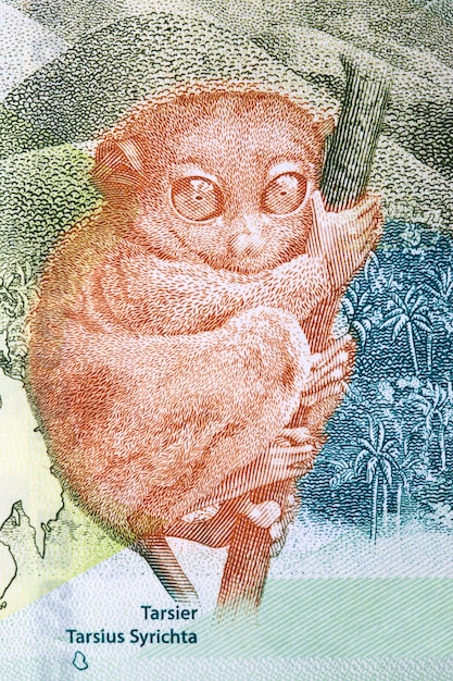 Filipiński tarsier portret z pieniędzy