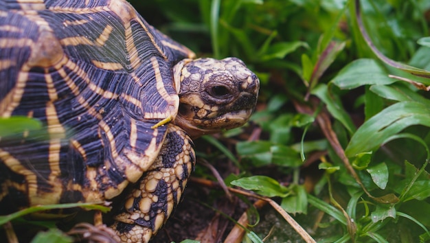 Filodendron maksymalne zbliżenie liścia z rozmytym tłem