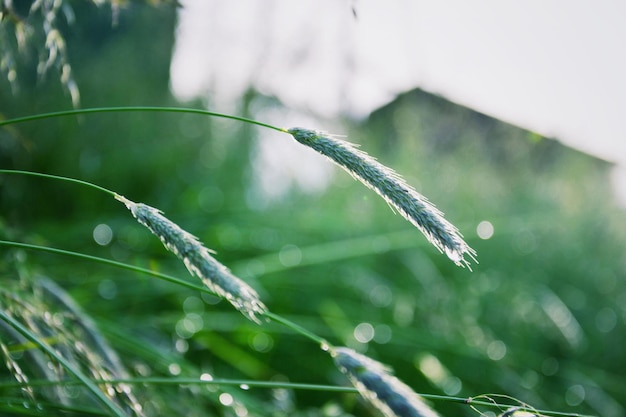 Filtrowana zielona trawa po deszczu koncepcja ekologii zdrowego stylu życia