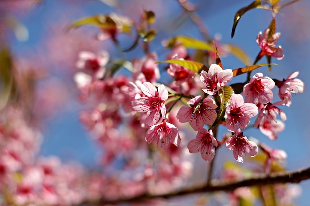 filtruj obraz tła kwiat wiśni lub Sakura w okresie wiosennym