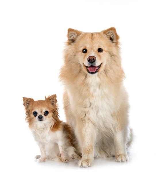 Fiński lapphund na białym tle