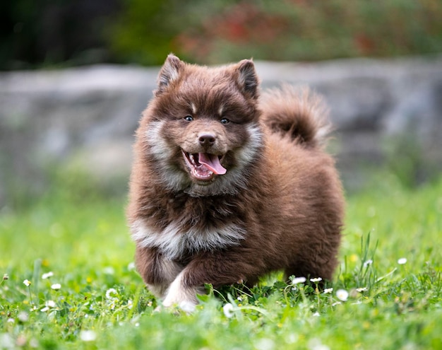 fiński lapphund w ogrodzie